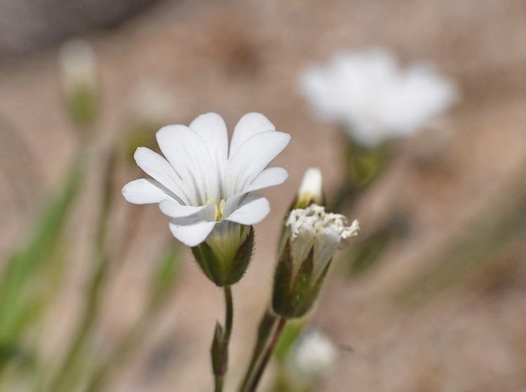 Cerastium soleirolii / peverina di Corsica